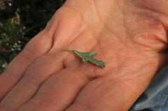 Anisodontea fruticosa