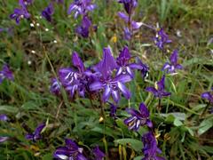 Sparaxis metelerkampiae