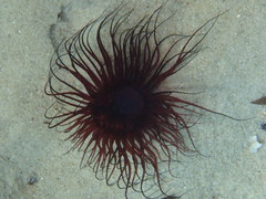 Pachycerianthus solitarius