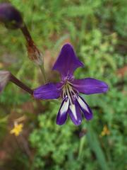 Sparaxis metelerkampiae