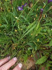 Sparaxis metelerkampiae