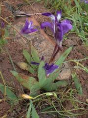 Sparaxis metelerkampiae