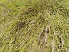 Festuca petraea