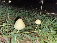 Leucocoprinus tricolor