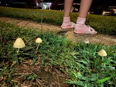 Leucocoprinus tricolor