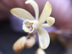 Erythrorchis altissima