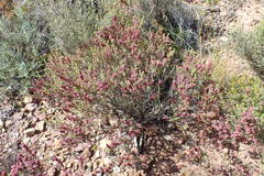 Erica puberuliflora