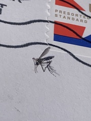 Aedes trivittatus