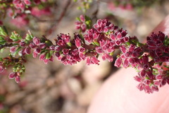 Erica puberuliflora