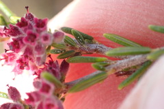 Erica puberuliflora