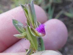 Polygala gerrardii