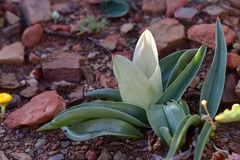 Colchicum capense