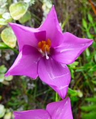 Chironia melampyrifolia