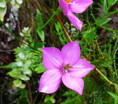Chironia melampyrifolia