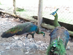 Pavo muticus
