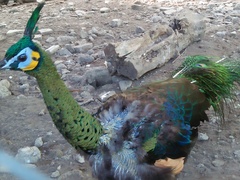 Pavo muticus