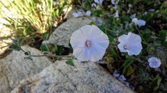 Jacquemontia pringlei