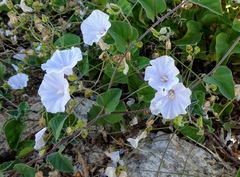 Jacquemontia pringlei