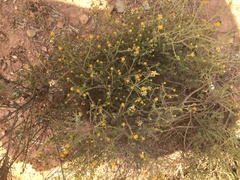 Phymaspermum