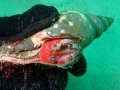 Africofusus ocelliferus