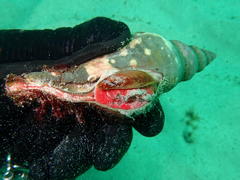 Africofusus ocelliferus