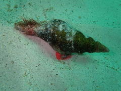 Africofusus ocelliferus