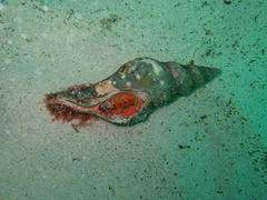 Africofusus ocelliferus