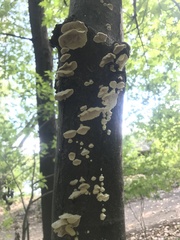 Cerrenaceae