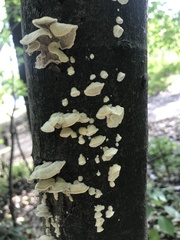 Cerrenaceae
