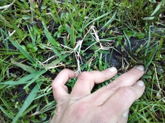 Pseudopaludicola falcipes