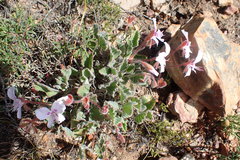 Pelargonium ovale