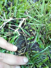 Pseudopaludicola falcipes