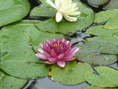 Nymphaea × marliacea