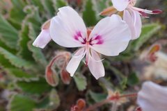 Pelargonium ovale