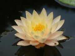 Nymphaea × marliacea