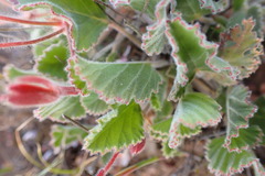 Pelargonium ovale