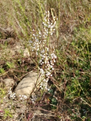 Polygonella articulata