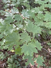 Tolmiea