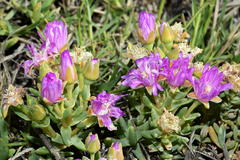 Lampranthus debilis