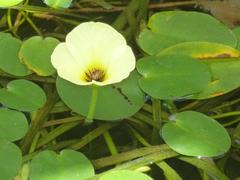 Hydrocleys nymphoides