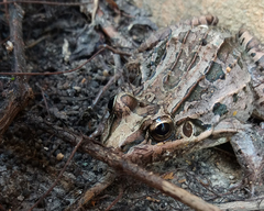 Leptodactylus latrans