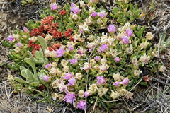 Lampranthus debilis