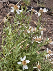 Eucephalus paucicapitatus