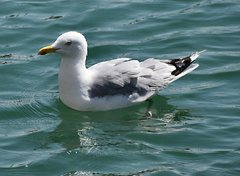 Larus argentatus