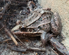 Leptodactylus latrans