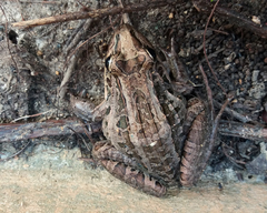 Leptodactylus latrans