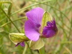 Polygala rehmannii