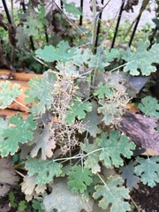 Macleaya