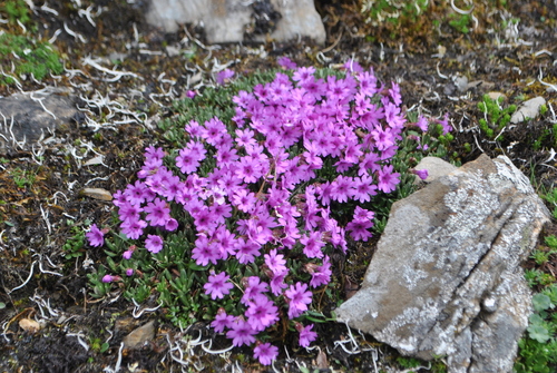 Primula dryadifolia observed 2016-06-25