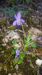 Viola reichenbachiana